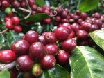 Coffee Cherry